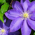 Клематис (Ломонос) гибридный H.F Young Клематис (Ломонос) гибридный H.F Young
