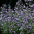 Душевик котовниковый Marvelette Blue Душевик котовниковый Marvelette Blue