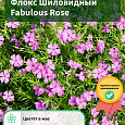 Флокс Шиловидный Fabulous Rose Флокс Шиловидный Fabulous Rose