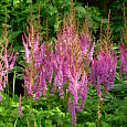 Астильба китайская Суперба