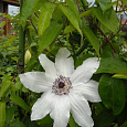Клематис (Ломонос) гибридный Matka Urszula Ledochowska Клематис (Ломонос) гибридный Matka Urszula Ledochowska