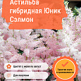 Астильба гибридная Юник Сэлмон