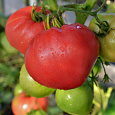 Томат Японский краб