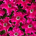 Петуния бахромчатая Афродита розовая