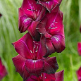Гладиолус гибридный Don Luigi