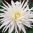 Георгина Кактусовая Плая-Бланка