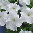 Петуния крупноцветковая Пуваб F1