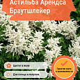 Астильба Арендса Браутшлейер
