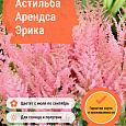 Астильба Арендса Эрика