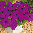 Петуния каскадная Рэмблин Виолет