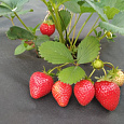 Земляника садовая Сассетт Земляника садовая Сассетт