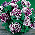 Петуния махровая	Пируэтт парпл