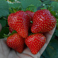 Земляника садовая Вима Ксима