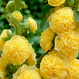 Мальва (Шток-роза) розовая Chater's Double Yellow