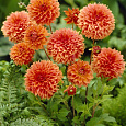 Георгина Бахромчатая Ориндж Фубуки