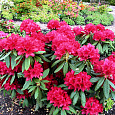Рододендрон гибридный Нова Зембла