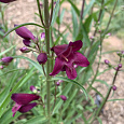Пенстемон бородатый Твизл Парпл