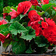 Бегония клубневая крупноцветковая Красная
