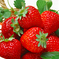 Земляника садовая Феличита Земляника садовая Феличита
