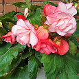 Бегония Клубневая Cascade Florence