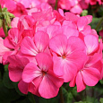Пеларгония зональная Апаче Пинк