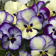 Виола ампельная Вондерфол Блю Пикоти Шейдс