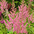 Астильба китайская Вижнс ин Пинк