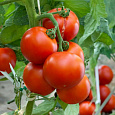 Томат Дар Заволжья