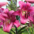 Лилия ОТ-гибрид Донато