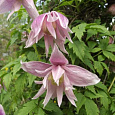 Клематис (Ломонос) гибридный Pink Dream Клематис (Ломонос) гибридный Pink Dream