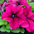 Петуния грандифлора Лимбо Джи Пи Бургунди