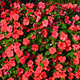 Бальзамин (Импатиенс) ампельный Highlight Salmon