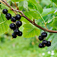 Смородина черная Ажурная