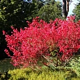 Бересклет европейский Ред Каскад