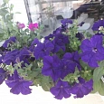 Петуния крупноцветковая Танго Синяя