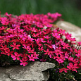 Флокс шиловидный Ред вингз Флокс шиловидный Ред вингз