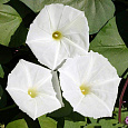 Ипомея лунноцветущая Белая