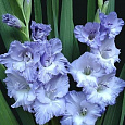Гладиолус гибридный Sweet Blue